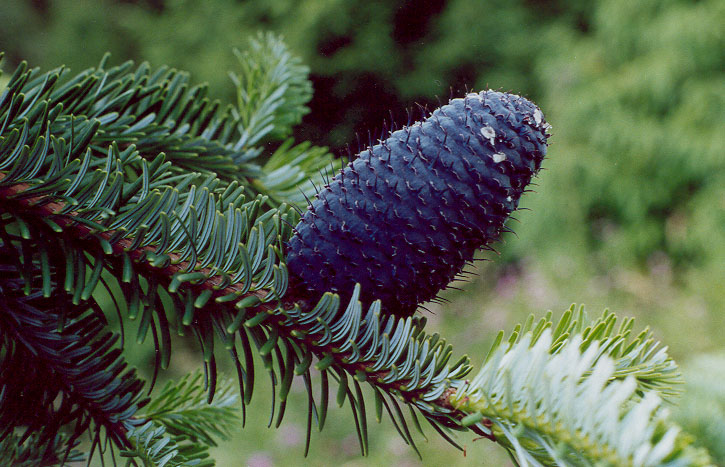 Abies (Jegenyefenyő)